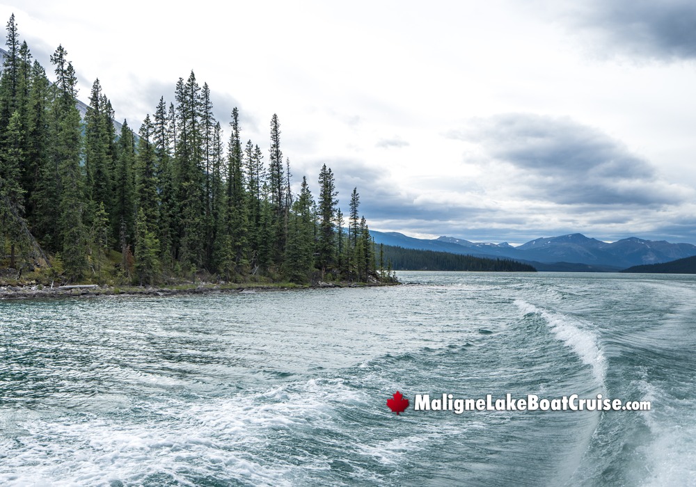 Boat Wake with Visitor and Forest Views