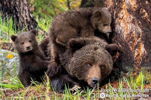 Jasper Maligne Lake Boat Cruise Wildlife Protection