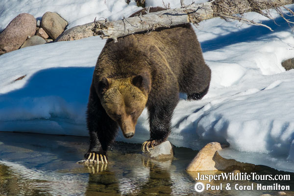 Jasper Maligne Lake Boat Cruise Wildlife Protection